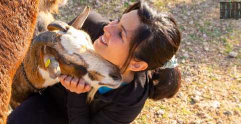 L dove gli animali vivono liberi, salvati da macelli e allevamenti:  il "Parco Paradiso" di Mola